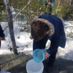 Tapping the Maple Trees