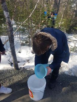 emptying the sap bucket